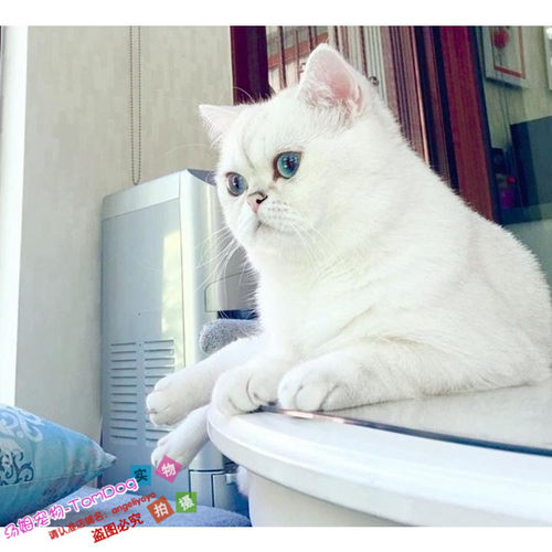 活体银点纯种英国短毛猫