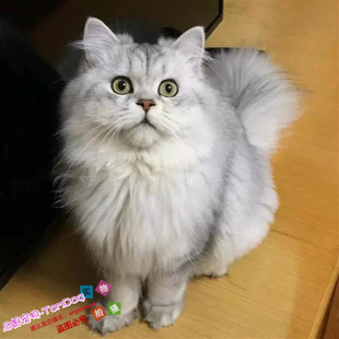 CFA猫舍出售金吉拉幼猫长毛猫纯种家养金吉拉宠物猫活体猫咪g