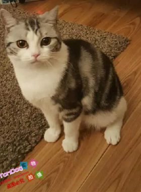 美短加白猫美短加白起司猫美国短毛猫幼猫宠物猫活体支持支付宝g