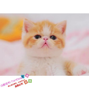 红虎斑加菲猫异国短毛猫cfa猫舍幼猫活体纯种宠物赛级猫咪家养g