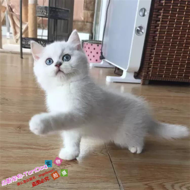 出售赛级纯种英国短毛猫幼猫银渐层活体宠物猫英短渐层猫小猫g