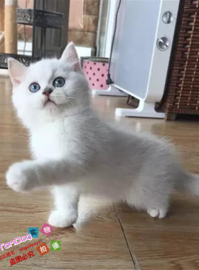出售纯种银渐层活体英国短毛猫