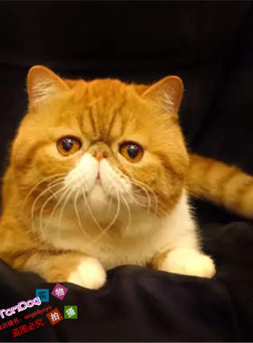 出售红虎斑幼崽异国短毛猫包邮