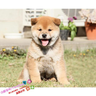 纯种赤柴幼犬日本柴犬狗狗宠物犬城市家养不爱叫不掉毛皮实好养g