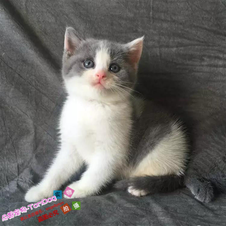 纯种英短蓝猫加白英国短毛猫活体幼猫宠物猫蓝猫立耳短毛猫g