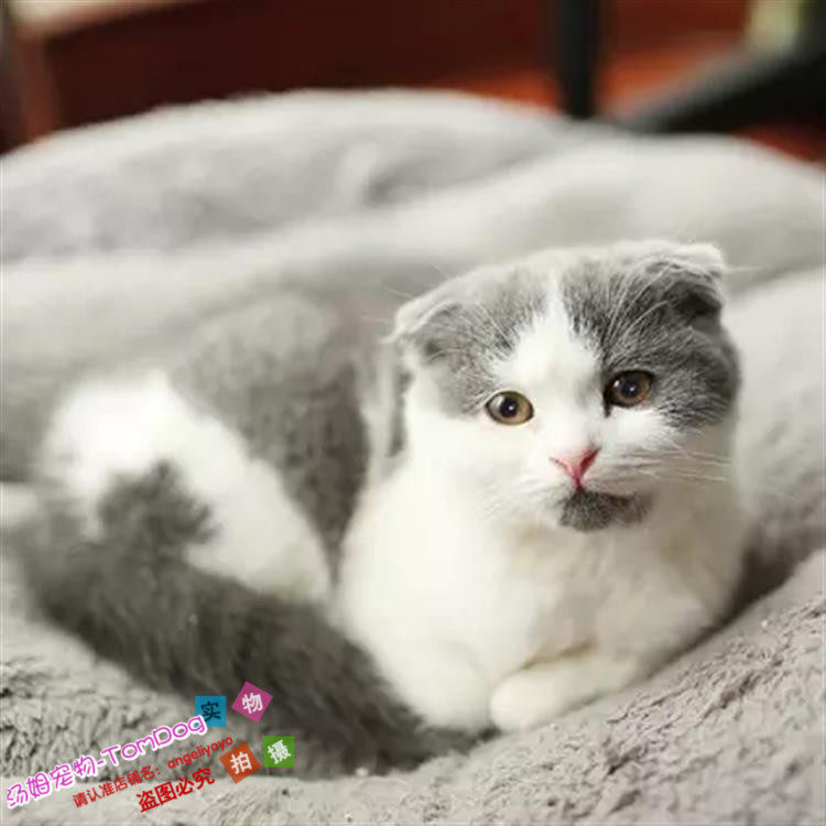 出售英国短毛猫英短蓝猫蓝白折耳猫宠物猫活体幼猫包纯种健康g,宠物/宠物食品及用品,猫咪,淘宝优惠券,粉丝福利购,淘宝优惠卷