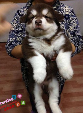 纯种活体巨型阿拉斯加雪橇犬幼犬烟灰色桃脸熊版巨大阿拉斯加78g