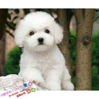 纯种活体法国卷毛比熊犬幼犬茶杯犬迷你型家养赛级幼狗比熊犬18g,宠物/宠物食品及用品,狗狗,淘宝优惠券,粉丝福利购,淘宝优惠卷