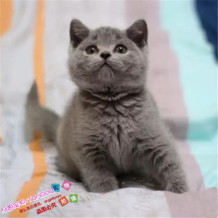 英国短毛猫英短蓝猫包子脸大眼睛宠物猫活体幼猫幼崽出售英短猫g