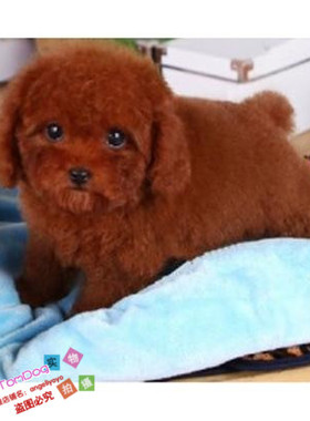 赛级红泰迪幼犬茶杯长不大的泰迪狗玩具型迷你赛级灰色贵宾65g