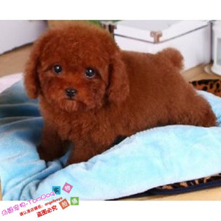 赛级红泰迪幼犬茶杯长不大的泰迪狗玩具型迷你赛级灰色贵宾65g