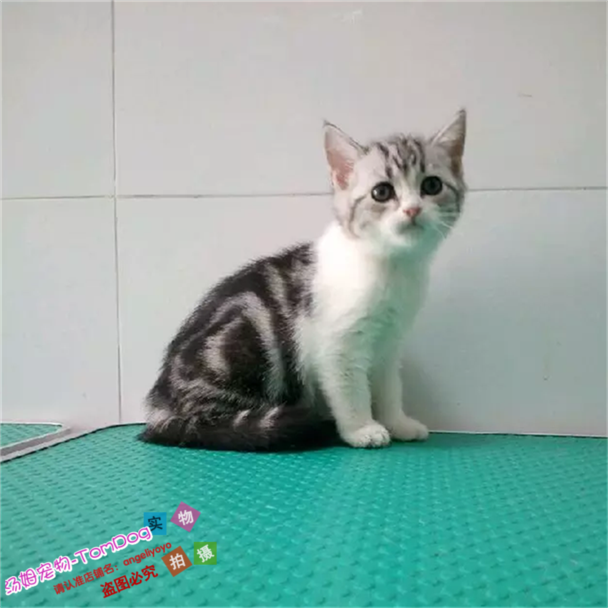 注册猫舍出售纯种美国短毛猫活体幼猫纯种宠物猫美短银虎斑加白e