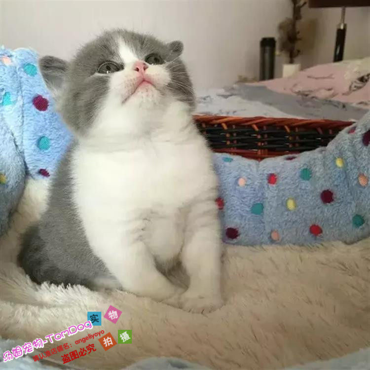 纯种英国短毛猫活体幼猫家养纯种宠物猫英短蓝白正八字脸幼猫g