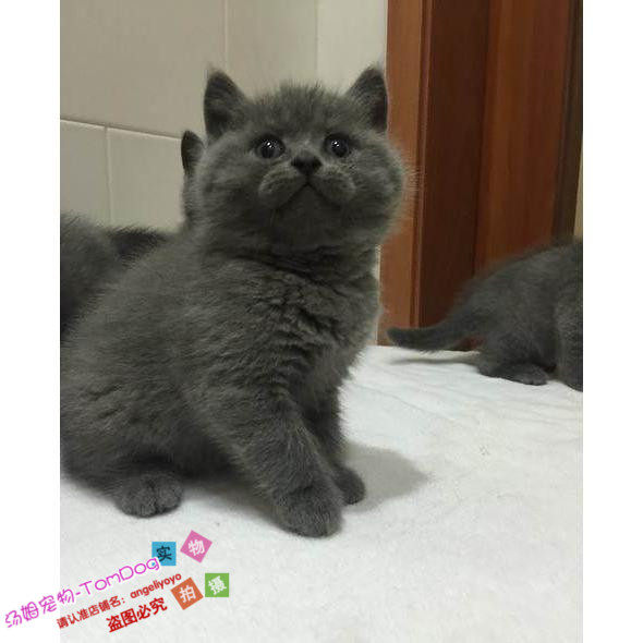 赛级繁育纯种英国短毛猫英短蓝猫母猫活体幼猫宠物猫蓝猫英短g,宠物/宠物食品及用品,猫咪,淘宝优惠券,粉丝福利购,淘宝优惠卷