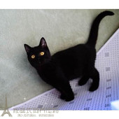 家养猫咪纯种孟买黑猫孟加拉小黑豹黑色孟买猫幼猫短毛活体g