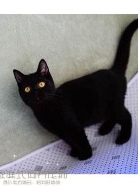 家养猫咪纯种孟买黑猫孟加拉小黑豹黑色孟买猫幼猫短毛活体g