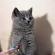 支持支付宝纯种英国短毛猫英短蓝猫幼猫活体宠物猫家养猫咪出售g