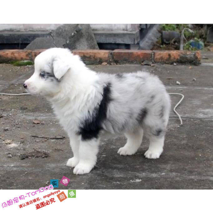 家养赛级陨石边境牧羊犬幼犬活体宠物狗澳牧犬纯种边牧犬健康g,宠物/宠物食品及用品,狗狗,淘宝优惠券,粉丝福利购,淘宝优惠卷