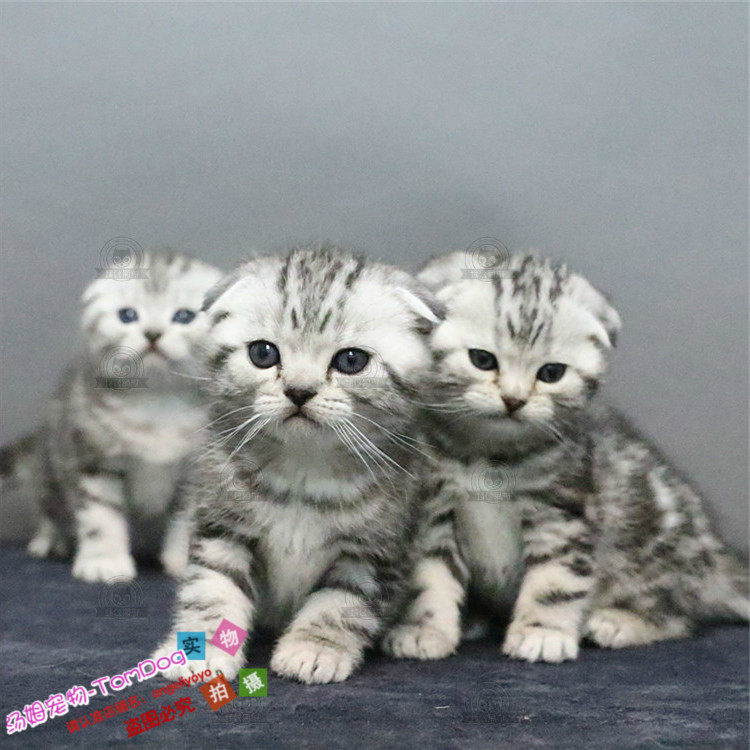 美短猫活体折耳猫起司猫美国短毛猫美短加白宠物猫咪活体幼猫g,宠物/宠物食品及用品,猫咪,淘宝优惠券,粉丝福利购,淘宝优惠卷