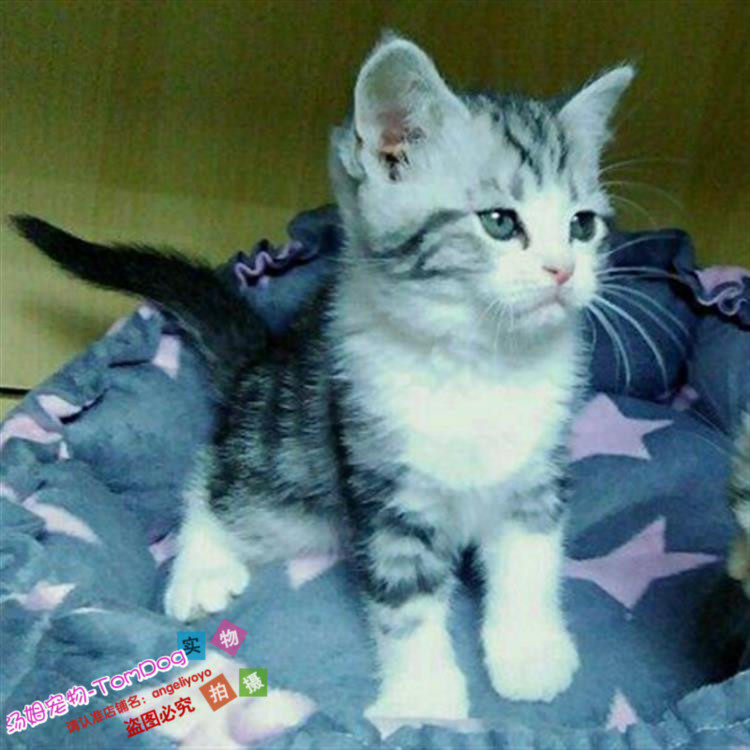 美国短毛猫标准银虎斑棕虎斑美短折立耳弟弟幼猫活体美短虎斑猫g