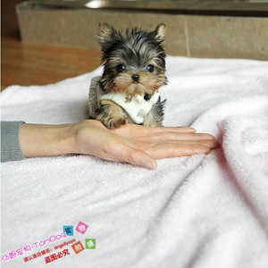 赛级金头银背约克夏幼犬活体宠物狗小体约克夏犬长大不过3斤g