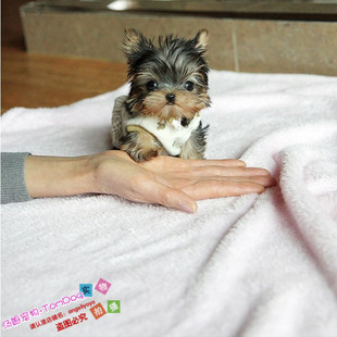 赛级金头银背约克夏幼犬活体宠物狗小体约克夏犬长大不过3斤g