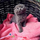 出售英短蓝猫幼猫折耳猫活体猫咪宠物猫英国短毛猫蓝猫折耳g