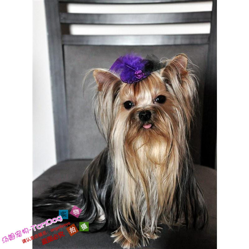 约克夏幼犬成犬金头钢背品相佳可爱迷人小体宠物犬城市室内家养g,宠物/宠物食品及用品,狗狗,淘宝优惠券,粉丝福利购,淘宝优惠卷