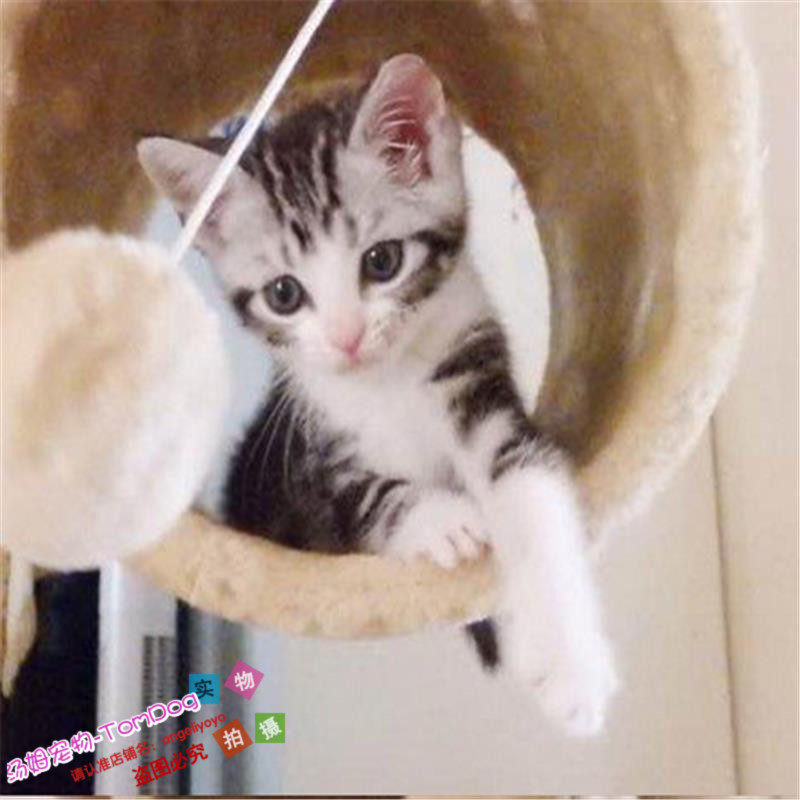 美短加白美国短毛猫纯种活体幼猫加白起司猫宠物猫银虎斑加白g,宠物/宠物食品及用品,猫咪,淘宝优惠券,粉丝福利购,淘宝优惠卷