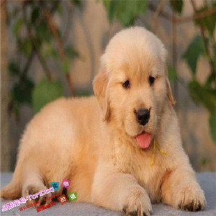 纯种家养金毛幼犬纯活体出售金毛巡回猎犬导盲犬宠物狗赛级活体g