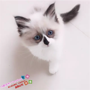支持支付宝纯种蓝眼布偶猫活体海豹双色布偶猫幼猫宠物猫出售y