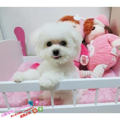 纯种活体法国卷毛比熊犬幼犬茶杯犬迷你型家养赛级幼狗比熊犬71g