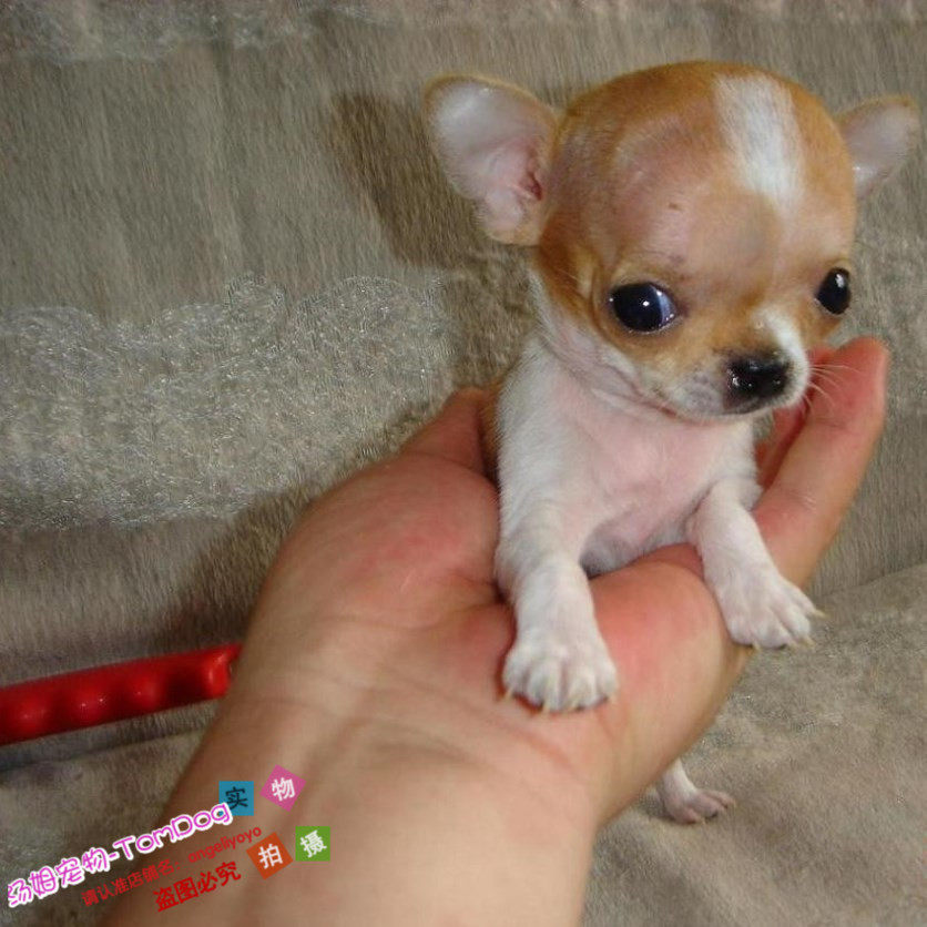 自家有健康协议茶杯犬漂亮可爱纯种吉娃娃幼犬活体宠物狗黄白花e