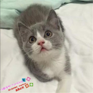 英短蓝白幼猫银渐层英短幼猫纯种英短猫活体幼猫低价g