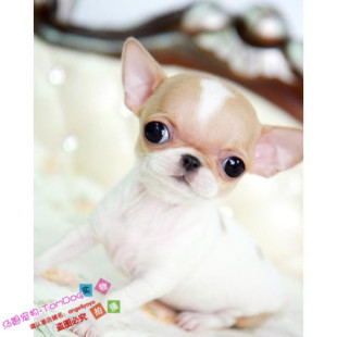 纯种袖珍茶杯犬吉娃娃幼犬/活体宠物狗狗吉娃娃幼崽/长不大小狗g