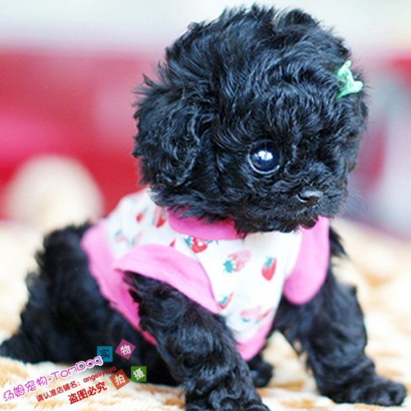 纯种健康玩具体茶杯体泰迪犬黑色另有红和巧克力色宠物狗狗g