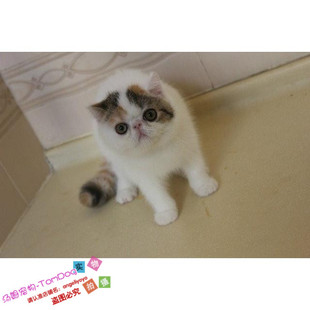 CFA注册猫舍出售宠物猫异国短毛猫家养纯种加菲猫幼猫活体赛级g