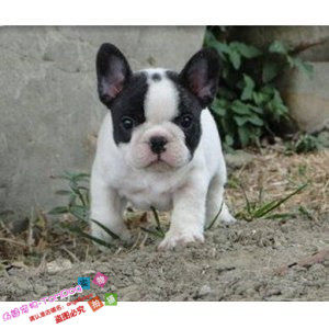 出售健康包邮纯黑白色法国斗牛犬幼犬纯种法牛法斗宠物狗狗活体g,宠物/宠物食品及用品,狗狗,淘宝优惠券,粉丝福利购,淘宝优惠卷