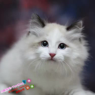 CFA布偶猫幼猫纯种家养美国布偶宠物猫咪布拉多尔猫蓝双粉鼻g