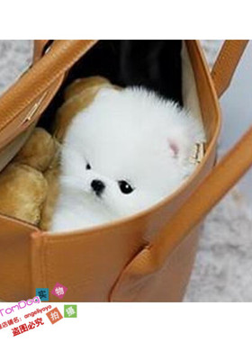 纯白色博美犬纯种茶杯博美日本俊介袖珍球体博美幼犬狗38g