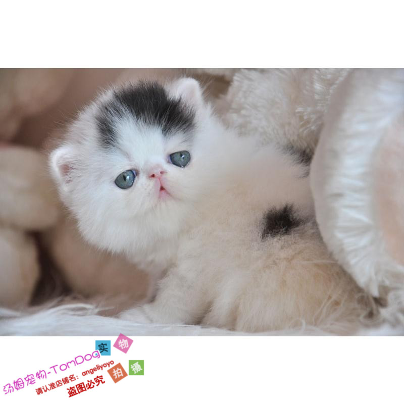 出售黑白色加菲猫幼猫宠物猫纯种异国短毛猫幼猫加菲猫活体幼猫o