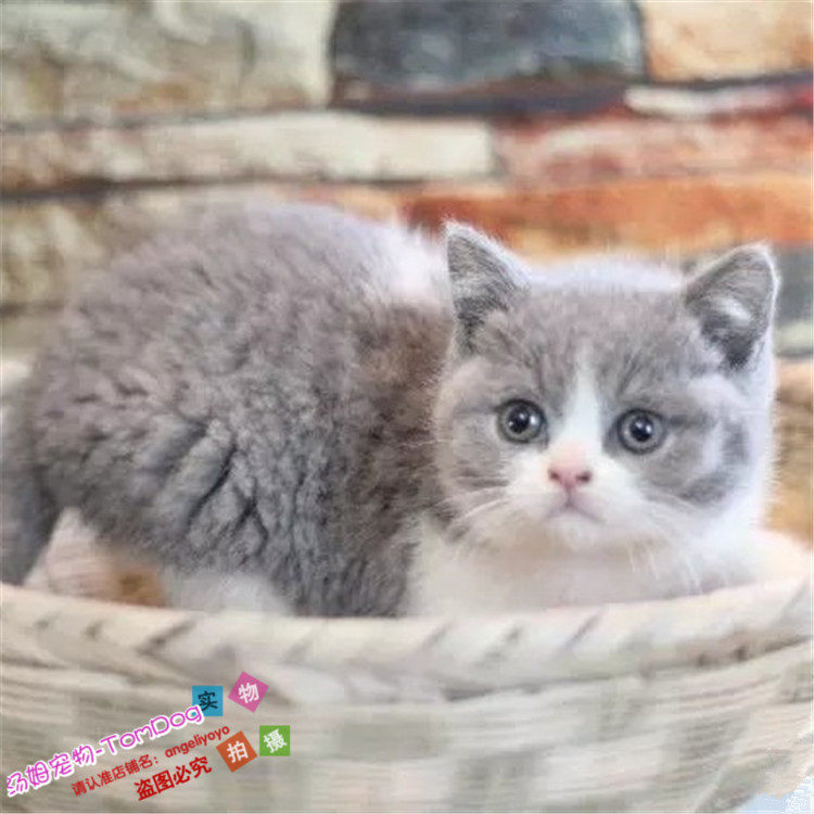 出售英短蓝白猫宠物猫纯种英国短毛猫英短蓝白立耳折耳活体幼猫g,宠物/宠物食品及用品,猫咪,淘宝优惠券,粉丝福利购,淘宝优惠卷