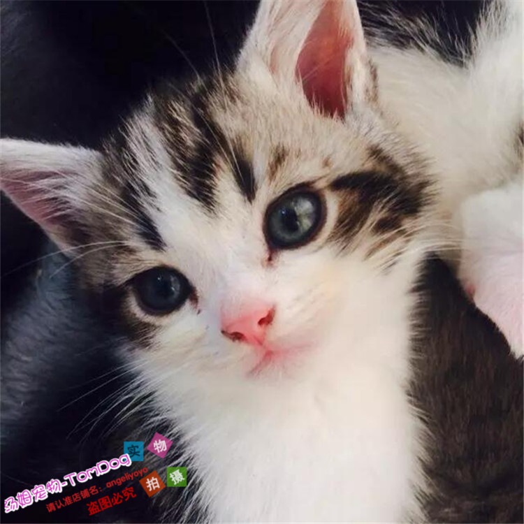 美短银虎斑加白立耳起司美国短毛猫幼猫家养活体宠物小猫咪y