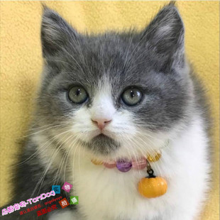 宠物猫活体宠物猫英短蓝猫折耳猫英国短毛猫猫舍蓝猫宠物g