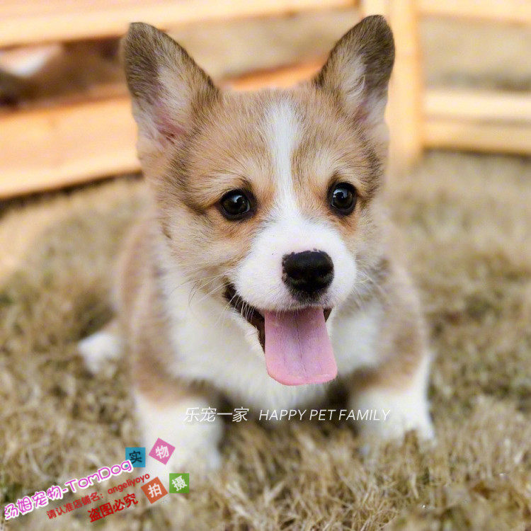 出售赛级威尔士柯基犬纯种柯基活体宠物狗茶杯犬柯基幼犬L003g