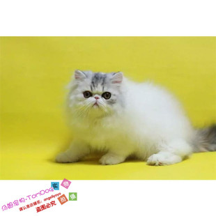 赛级繁育宠物猫异国短毛猫家养纯种加菲猫幼猫活体长毛猫波斯猫g