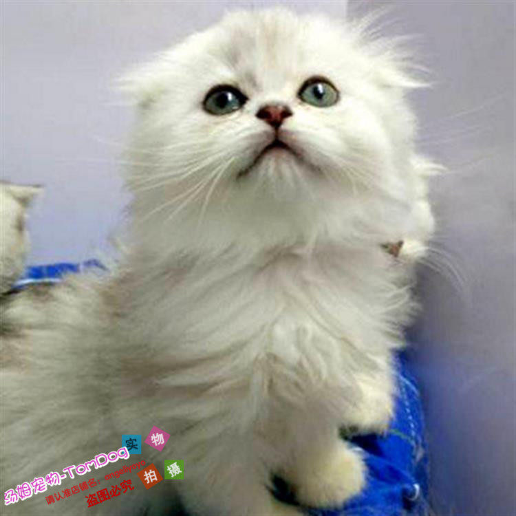 CFA赛级出售幼猫金吉拉纯种活体家养纯白色长毛猫金吉拉小猫g