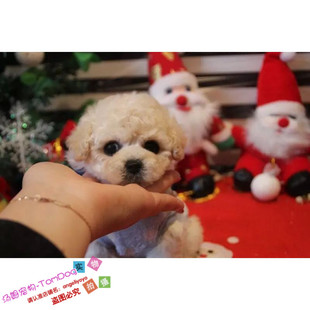 出售奶白色泰迪犬玩具体贵宾犬纯种家养贵妇犬宠物小狗狗g