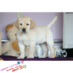出售纯种拉布拉多幼犬神犬小七拉布拉多导盲犬宠物狗巡回猎犬g