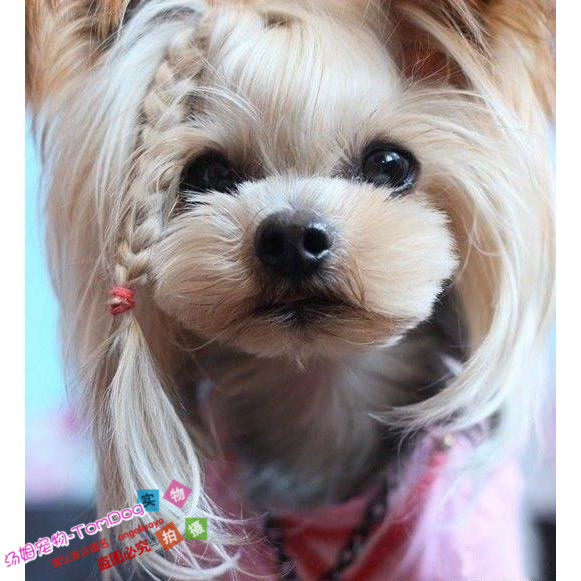 纯种约克夏梗犬幼犬宠物狗狗活体玩赏娇小茶杯犬打扮cgplagg,宠物/宠物食品及用品,狗狗,淘宝优惠券,粉丝福利购,淘宝优惠卷